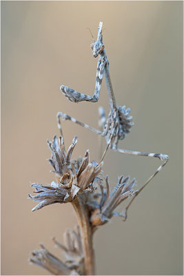 Hauben-Fangschrecke (Empusa pennata), Larve, Frankreich, Ardéche