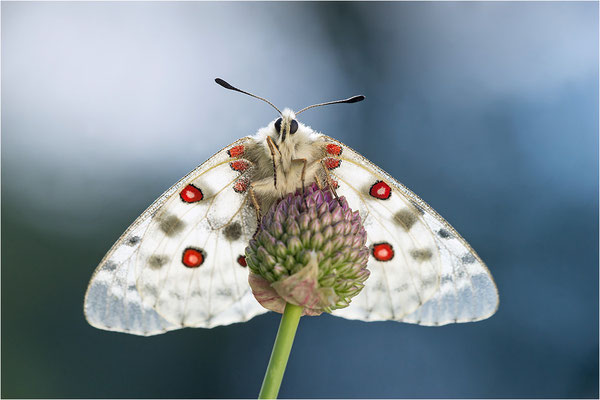 Roter Apollo (Parnassius apollo pedemontanus), Italien, Region Aostatal