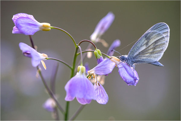 Tintenfleck-Weißling (Leptidea sinapis bzw. juvernica), Deutschland, Baden-Württemberg