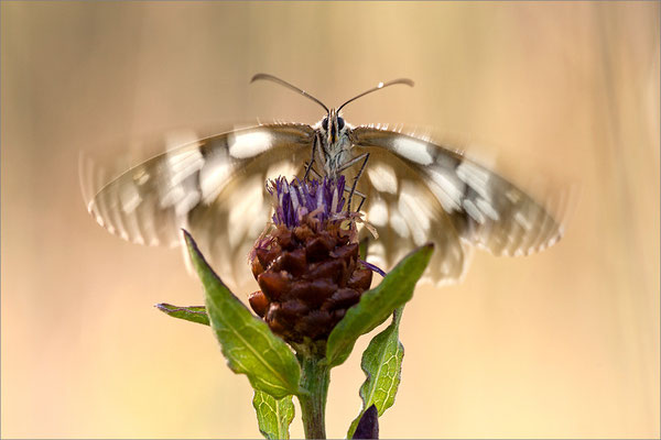 Schachbrettfalter (Melanargia galathea f. leucomelas), Weibchen, Frankreich, Ardèche