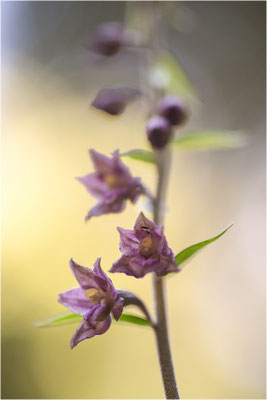 Rotbraune Stendelwurz (Epipactis atrorubens), Schweiz, Oberwallis