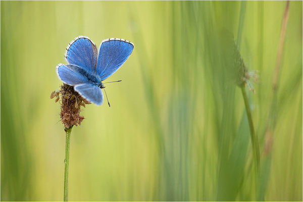 Himmelblauer Bläuling (Polyommatus bellargus), Männchen, Deutschland, Baden-Württemberg
