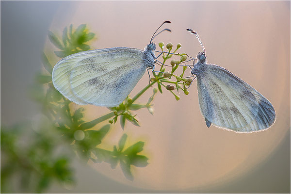 Tintenfleck-Weißling (Leptidea sinapis bzw. juvernica), Deutschland, Baden-Württemberg