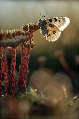 Roter Apollo (Parnassius apollo lozerae), Frankreich, Dep. Lozere