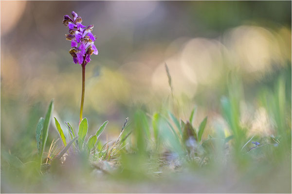 Spitzels Knabenkraut (Orchis spitzelii), Schweden, Gotland