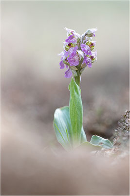 Milchweißes Knabenkraut (Neotinea lactea), Dep. Var, Frankreich