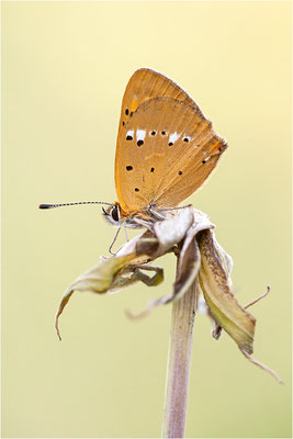 Dukaten-Feuerfalter (Lycaena virgaureae), Männchen, Schweiz, Wallis, 1600m