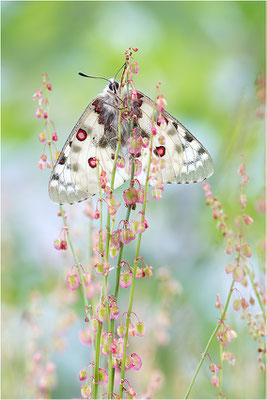 Hochalpen-Apollo (Parnassius phoebus), Italien, Region Aostatal