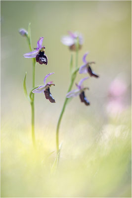 Drôme-Ragwurz (Ophrys drumana), Frankreich, Dep. Drôme