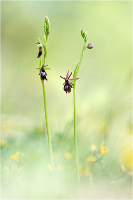 Fliegen-Ragwurz (Ophrys insectifera) und Hybride Ophrys x royanensis (=drumana x insectifera), Frankreich, Dep. Isere