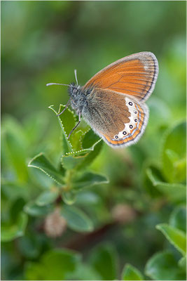 Alpen-Wiesenvögelchen (Coenonympha gardetta), Schweiz, Kanton Wallis