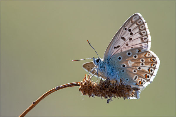 Spanischer Bläuling (Polyommatus hispana), Männchen, Frankreich, Dep. Ardéche