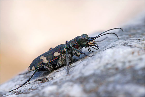 Dünen-Sandlaufkäfer (Cicindela transversalis transversalis), Schweiz, Kanton Bern