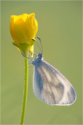 Tintenfleck-Weißling (Leptidea sinapis bzw. juvernica), Deutschland, Baden-Württemberg