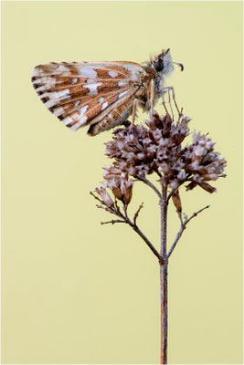 Amboßfleck Würfel-Dickkopffalter (Pyrgus onopordi), Frankreich, Dep. Isere