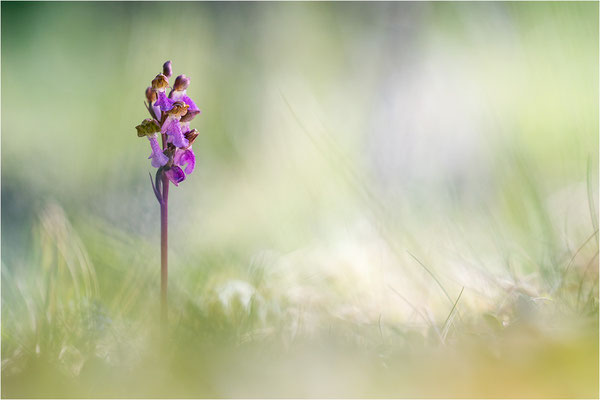 Spitzels Knabenkraut (Orchis spitzelii), Schweden, Gotland