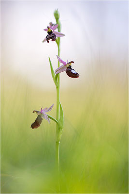 Drôme-Ragwurz (Ophrys drumana), Frankreich, Dep. Drôme