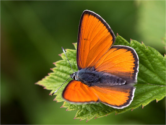 Lilagold-Feuerfalter (Lycaena hippothoe eurydame), Männchen, Italien, Region Aostatal, 2100m