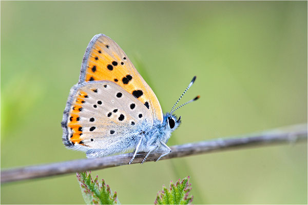 Violetter Feuerfalter (Lycaena alciphron), Männchen, Frankreich, Ardéche