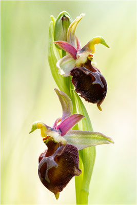 Moris Ragwurz (Ophrys morisii)