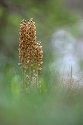 Vogel-Nestwurz (Neottia nidus-avis), Schweden, Gotland