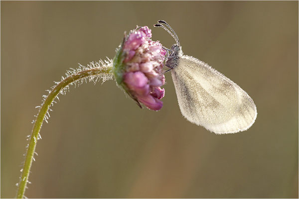 Tintenfleck-Weißling (Leptidea sinapis bzw. juvernica), Weibchen, Deutschland, Baden-Württemberg