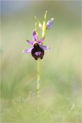 Ophrys aurelia, Var