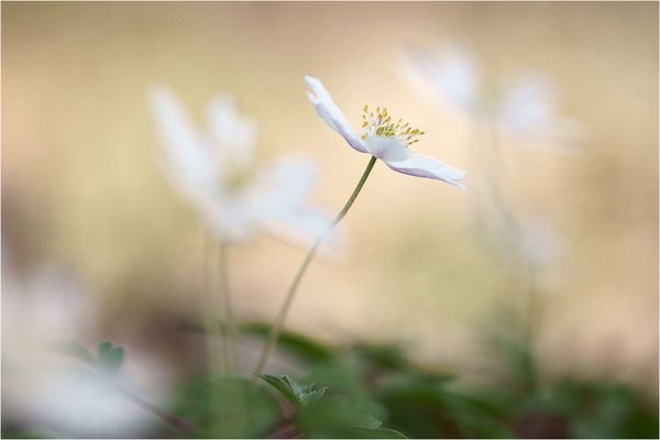 Buschwindröschen (Anemone nemorosa), Deutschland, Baden-Württemberg