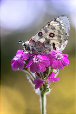 Roter Apollo (Parnassius apollo testoutensis), Frankreich, Dep. Savoie