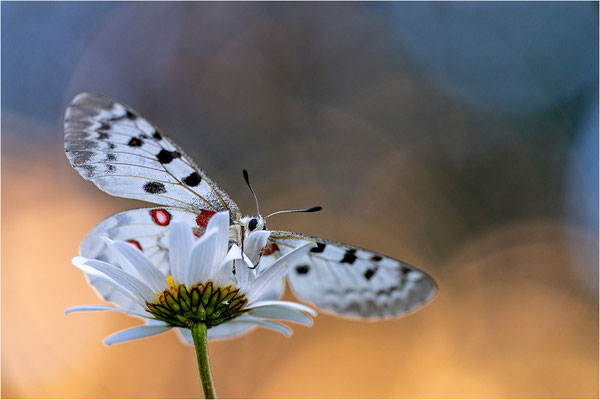 Roter Apollo (Parnassius apollo vercoricus), Frankreich, Dep. Isere