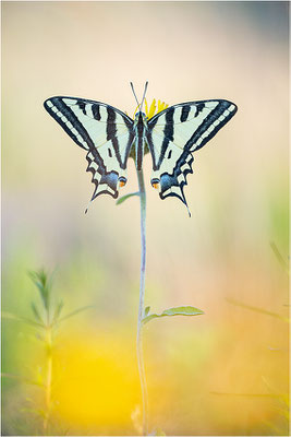 Südlicher Schwalbenschwanz (Papilio alexanor destelensis), Männchen, Frankreich, Dep. Vaucluse