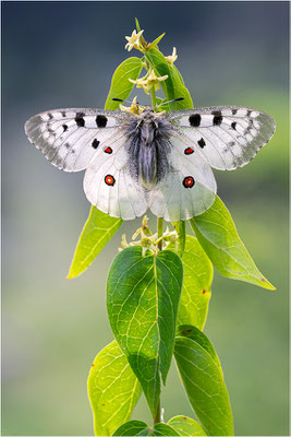 Roter Apollo (Parnassius apollo pyrenaicus), Frankreich, Dep. Hautes-Pyrénées