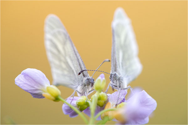 Tintenfleck-Weißling (Leptidea sinapis bzw. juvernica), Deutschland, Baden-Württemberg