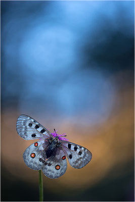 Roter Apollo (Parnassius apollo pedemontanus), Italien, Region Aostatal, 2.100m