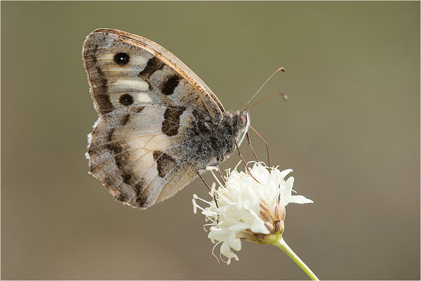 Berghexe (Chazara briseis), Männchen, Frankreich, Dep. Drôme