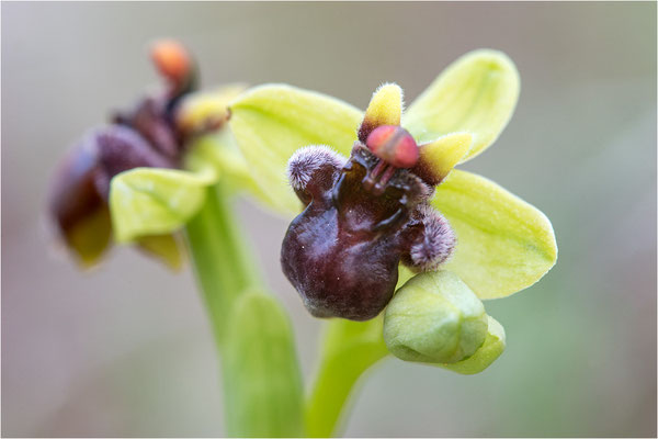 Ophrys bombyliflora