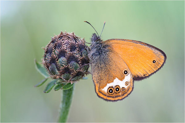 Weißbindiges Wiesenvögelchen (Coenonympha arcania), Italien, Region Aostatal, 1400m