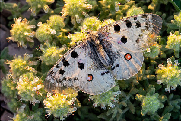 Roter Apollo (Parnassius apollo lozerae), Frankreich, Dep. Lozere