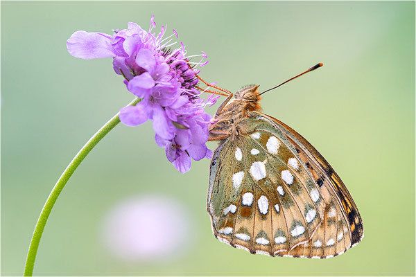 Großer Perlmutterfalter (Argynnis aglaja), Schweiz, Kanton Bern