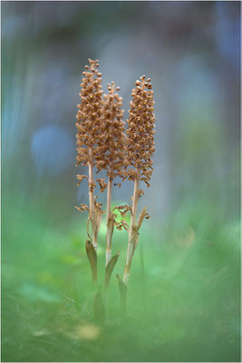 Vogel-Nestwurz (Neottia nidus-avis), Schweden, Gotland