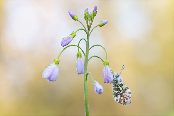 Aurorafalter (Anthocharis cardamines), Männchen, Deutschland, Baden-Württemberg