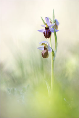 Ophrys splendida, Var