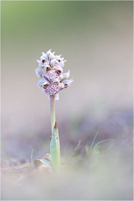 Milchweißes Knabenkraut (Neotinea lactea), Dep. Var, Frankreich
