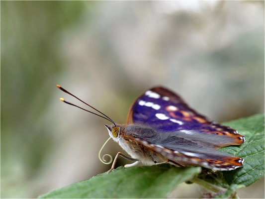Kleiner Schillerfalter (Apatura ilia), Männchen, Deutschland, Baden-Württemberg
