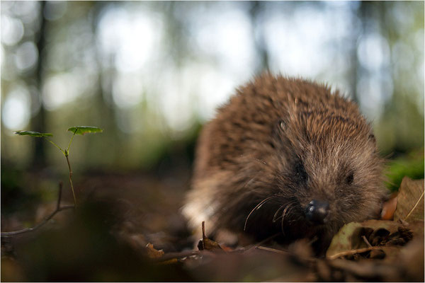 Braunbrustigel (Erinaceus europaeus), Deutschland, Baden-Württemberg