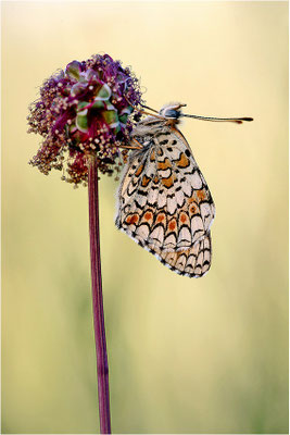 Flockenblumen-Scheckenfalter (Melitaea phoebe), Frankreich, Ardèche