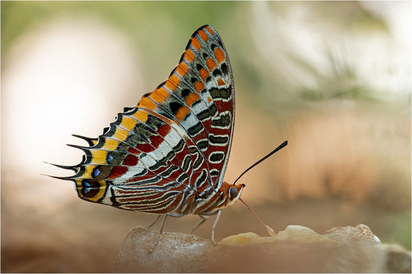 Erdbeerbaumfalter (Charaxes jasius), Frankreich, Ardèche