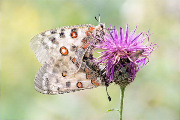 Roter Apollo (Parnassius apollo testoutensis), Frankreich, Dep. Savoie