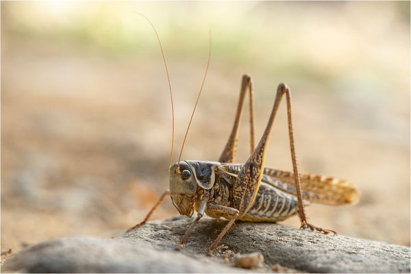 Südlicher Warzenbeisser (Decticus albifrons), Männchen, Frankreich, Ardèche