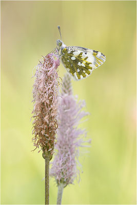 Gesprenkelter Gebirgsweißling (Euchloe simplonia), Männchen, Frankreich, Haute-Alps